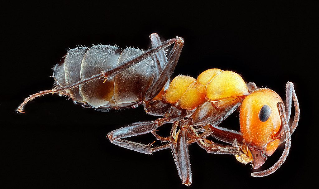 Ant Control service in Mishawaka, IN