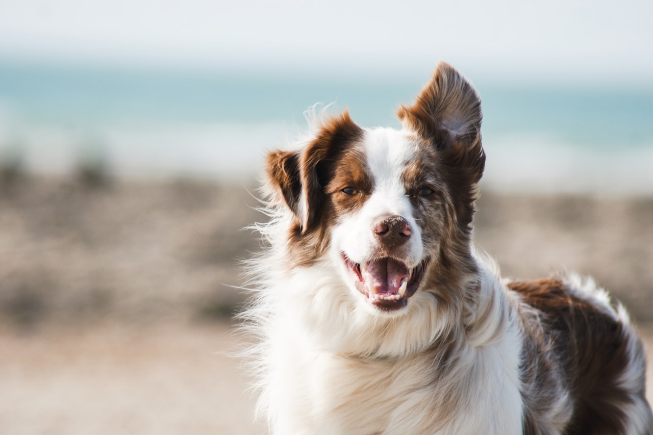 Flea & Tick Control service in Mishawaka, IN
