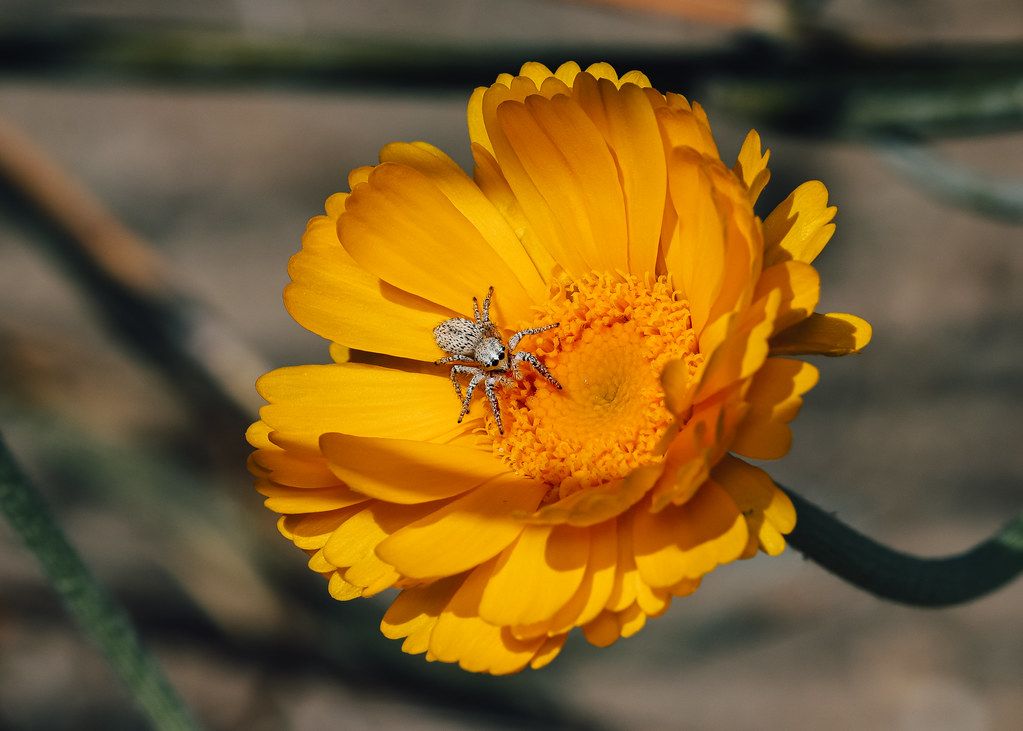 Spider Control service in Mishawaka, IN